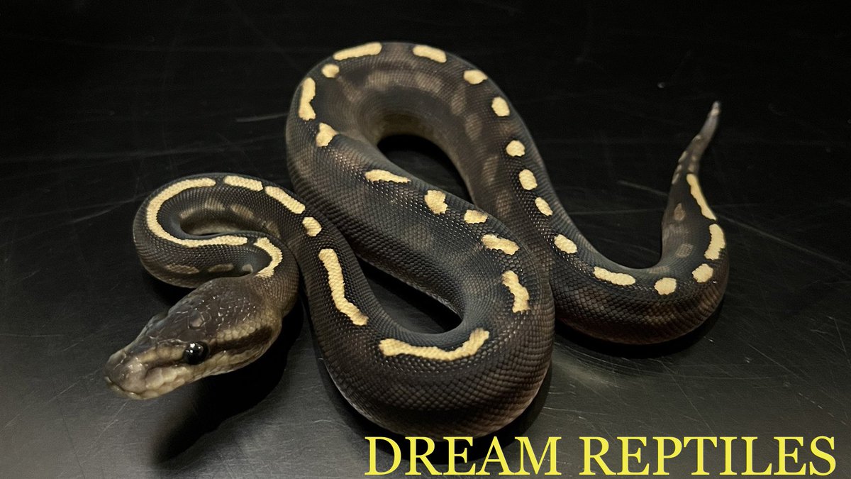 DREAM_REPTILES_ tweet picture
