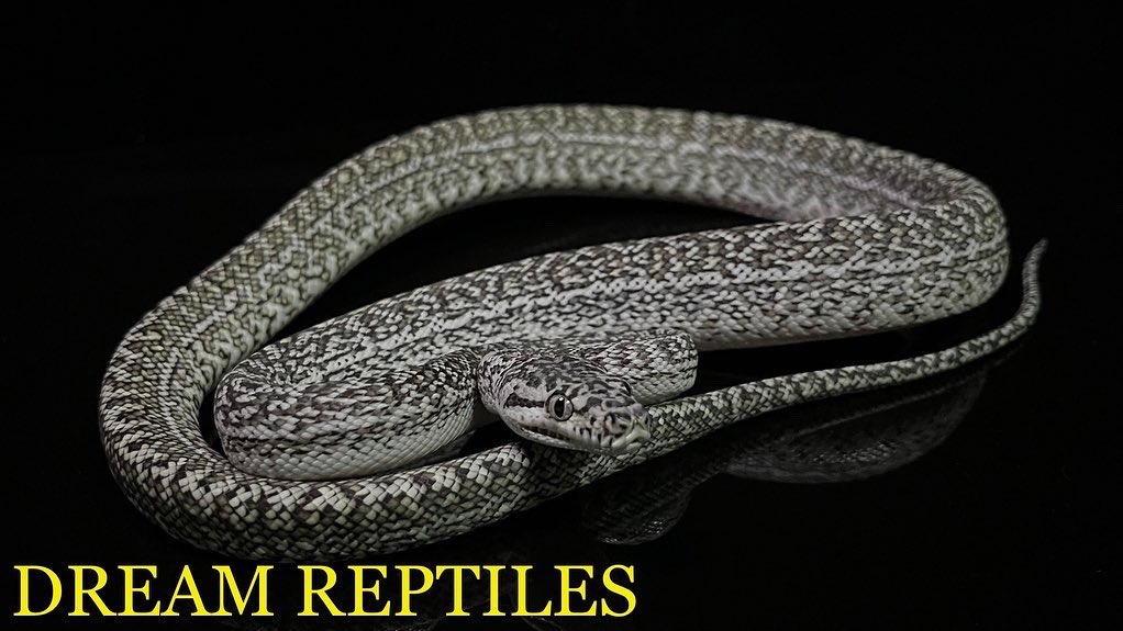 DREAM_REPTILES_ tweet picture