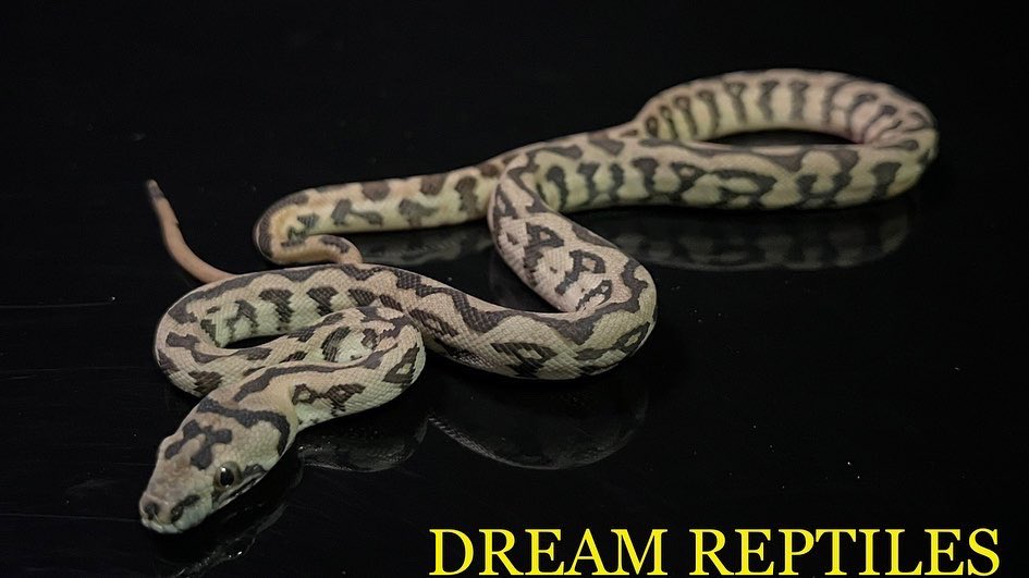 DREAM_REPTILES_ tweet picture