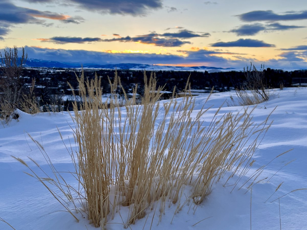 JasonKechely's tweet photo. My obligatory 'practice being a positive, upbeat, and nice person for an hour' walk on Peets was particularly sweet tonight. The fresh snow bringing out the happy Kid in the people and some extra Goof in the dogs...
#SunsetShrubbery #MTWinter #SpreadLoveLikeButter https://t.co/xs5VyozeTg