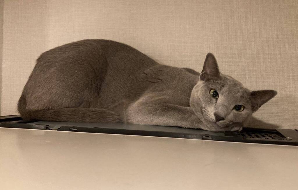 imo76413001's tweet photo. うっとりまんじゅう

#ロシアンブルー
#russianblue 
#ねこのいる暮らし
#まんじゅう
#cat
#冷蔵庫の上 https://t.co/0vfu7mBGun