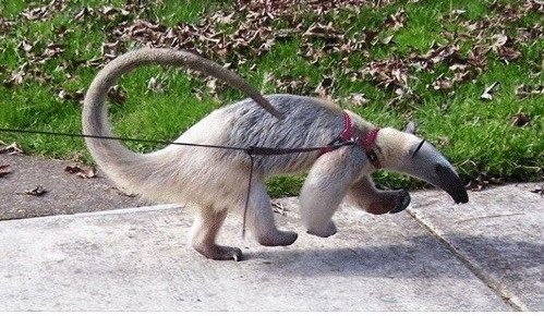 HITOKIRlSAMURAI's tweet photo. walking my dog too https://t.co/lngS1xAUQB