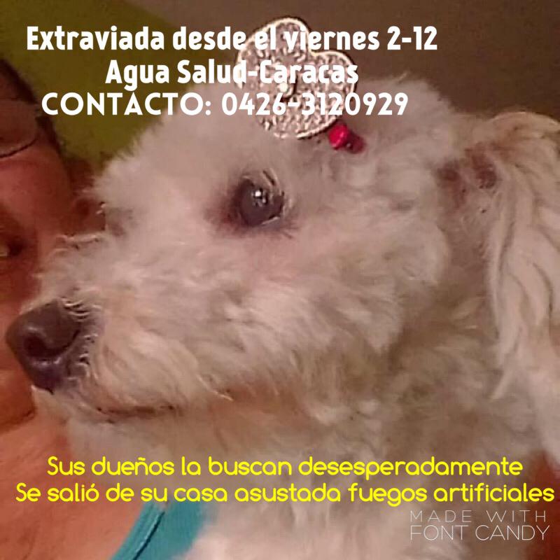PerroUsuario's tweet photo. Su familia la busca RT @maritesotelo: 
🆘🆘 Esta muñequita viejita se escapó producto de los fuegos artificiales el viernes 2.12.22 por #AguaSalud, Caracas.
Contacto ☎️ 04263120929. Los dueños estan desesperados buscandola. https://t.co/YuPtMq2iAd