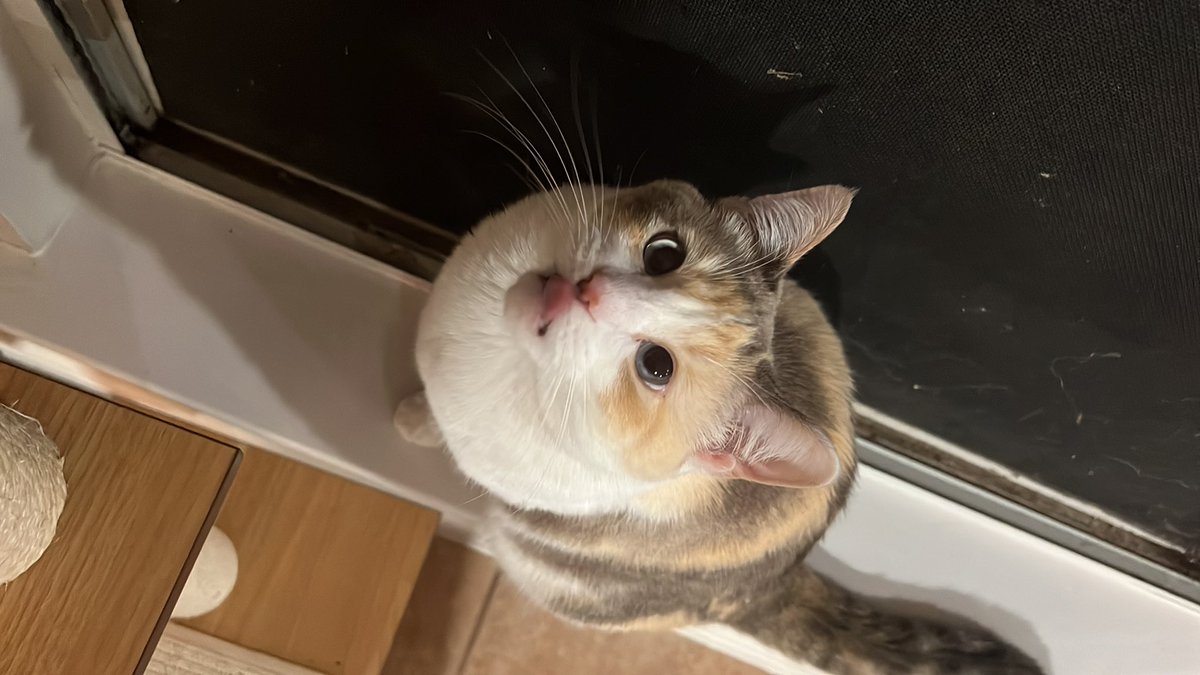 festive-ddm-enthusiast-giuliaredbelt-on-twitter-rt