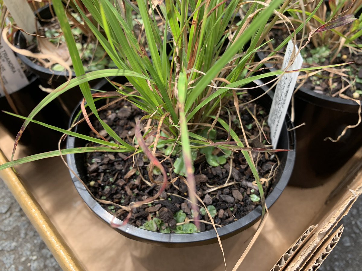 Jazmine Humphreys tweet media