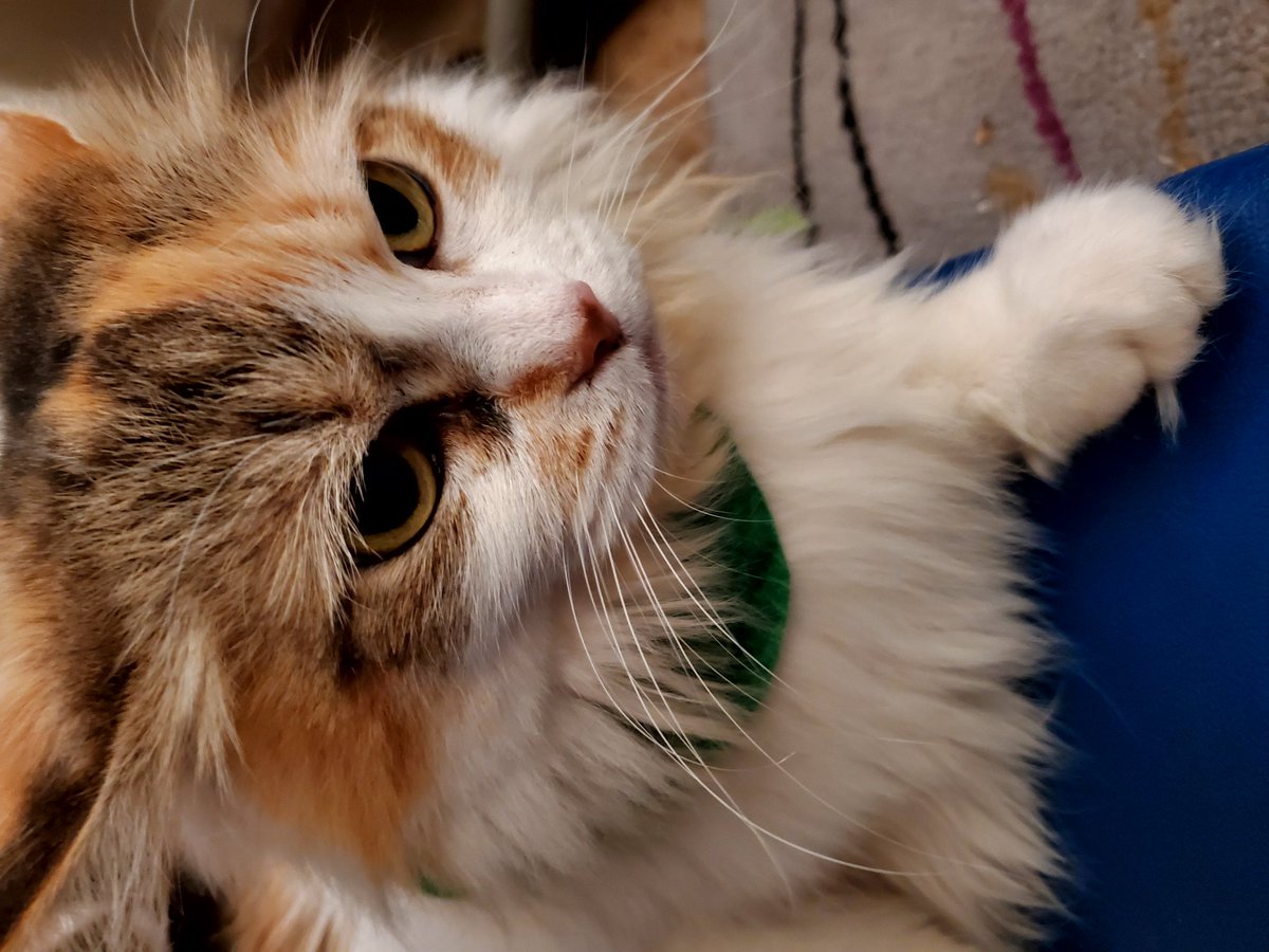 kat_every's tweet photo. I'm BACK! #Monday #cats #CatsOfTwitter #CatsOnTwitter #love #MissyKat https://t.co/utCiJDmhuZ