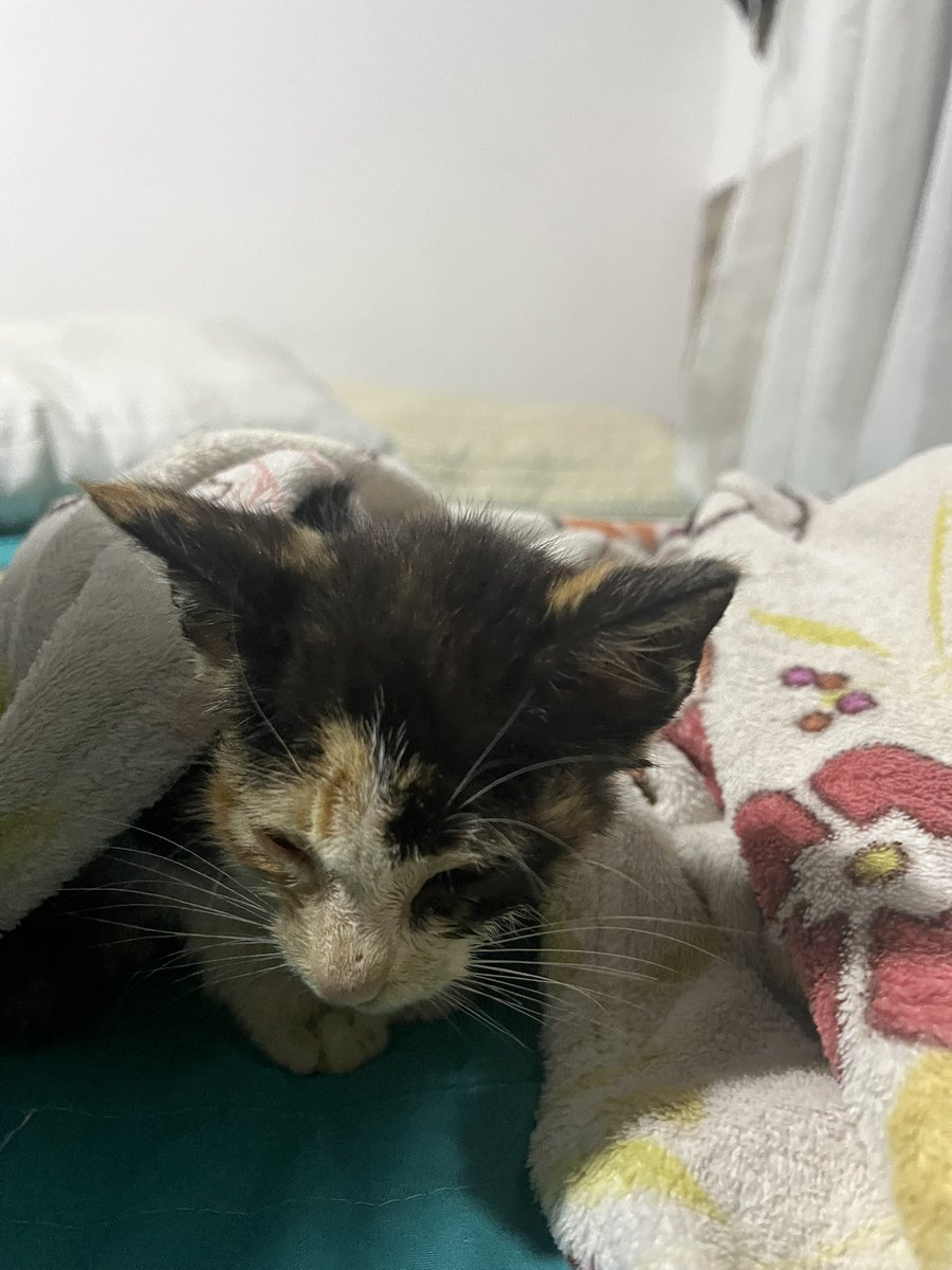 Hola! Estx gatitx llegó a mi hoy, se cayó dentro de una alcantarilla y tuve que ir a recogerle. Yo tengo 2 animales que cuidar y estoy corta de dinero, les agradecería muchísimo si me ayudan con algo de dinero a mi sinpe, o a darle RT. +