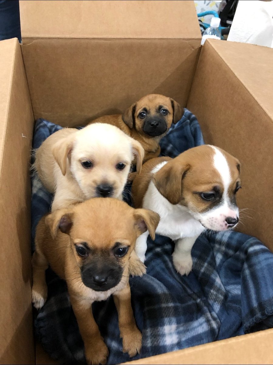 BarryKing0404's tweet photo. @KeithOlbermann Who wants a box of puppies? They are around 4 weeks old, and will need fostering for another 4 weeks. Please let me know if you want these cute happy puppies! Thanks!
Hannah Yates. Shelter Foster Coordinator
Animal Services | City of Aurora CO Shelter 303.326.8280 https://t.co/FPiOhG6RSO
