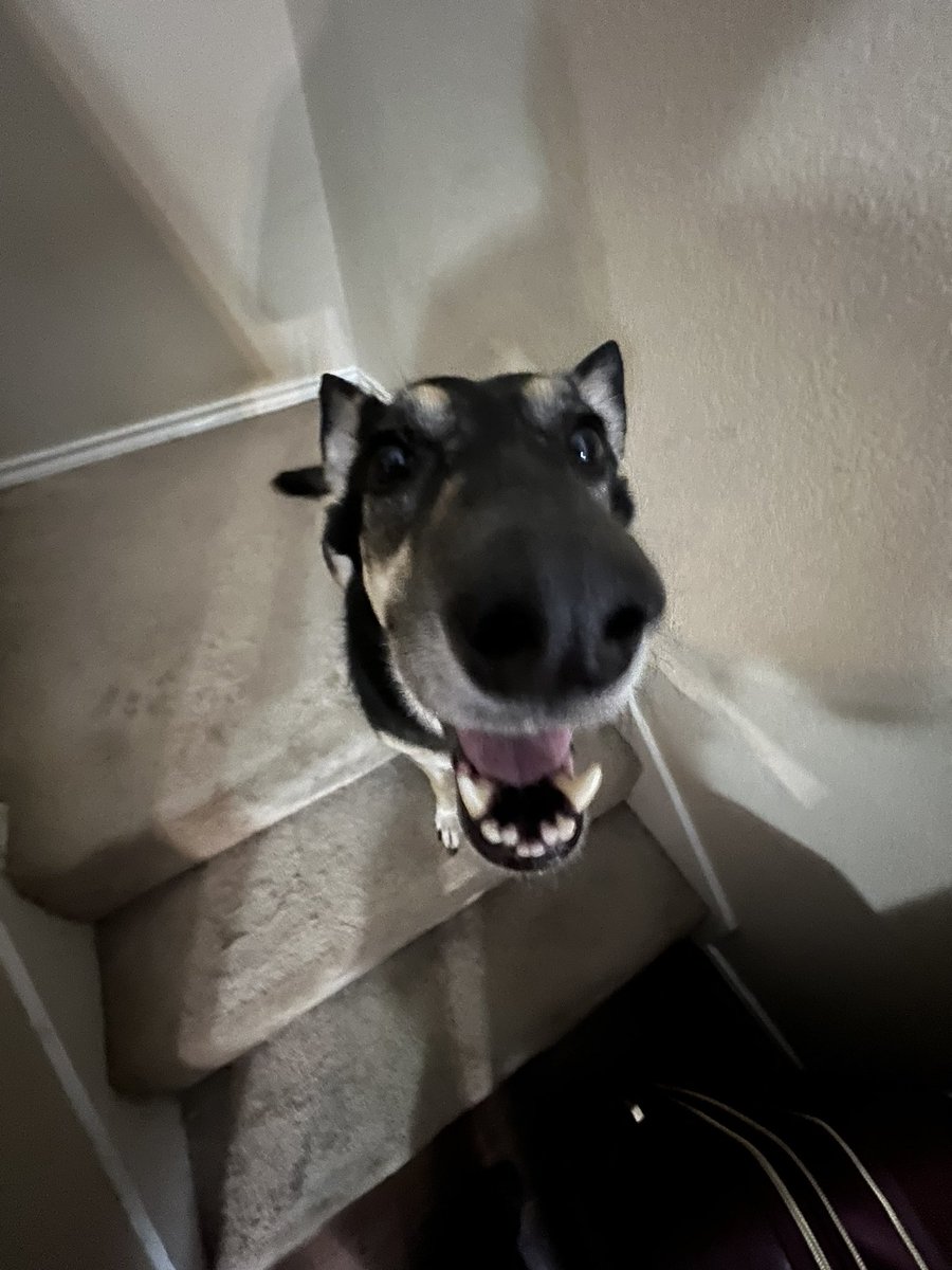 ᴄᴏʏᴏᴛᴇ MFF on Twitter "I made it home safely! I now have 2 very