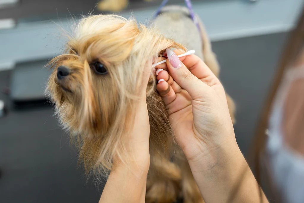 You can grooming your dog at home! Try our Pet Hair Vacuum. Grooming Kit for your "cutties". #pethairvacuum #pets #doghair #cathair #petsvacuum