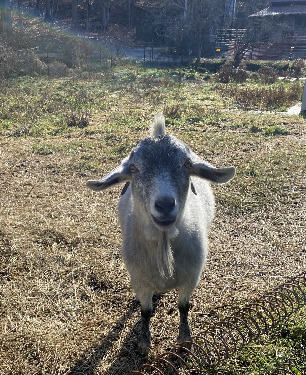 Learned about smiling happy Maine goats today! Thanks Marge and Joe for discussing processing needs and diversified options including Agro tourism in Maine’s #DURABLE FARMS at Dragonfly Cove farm.