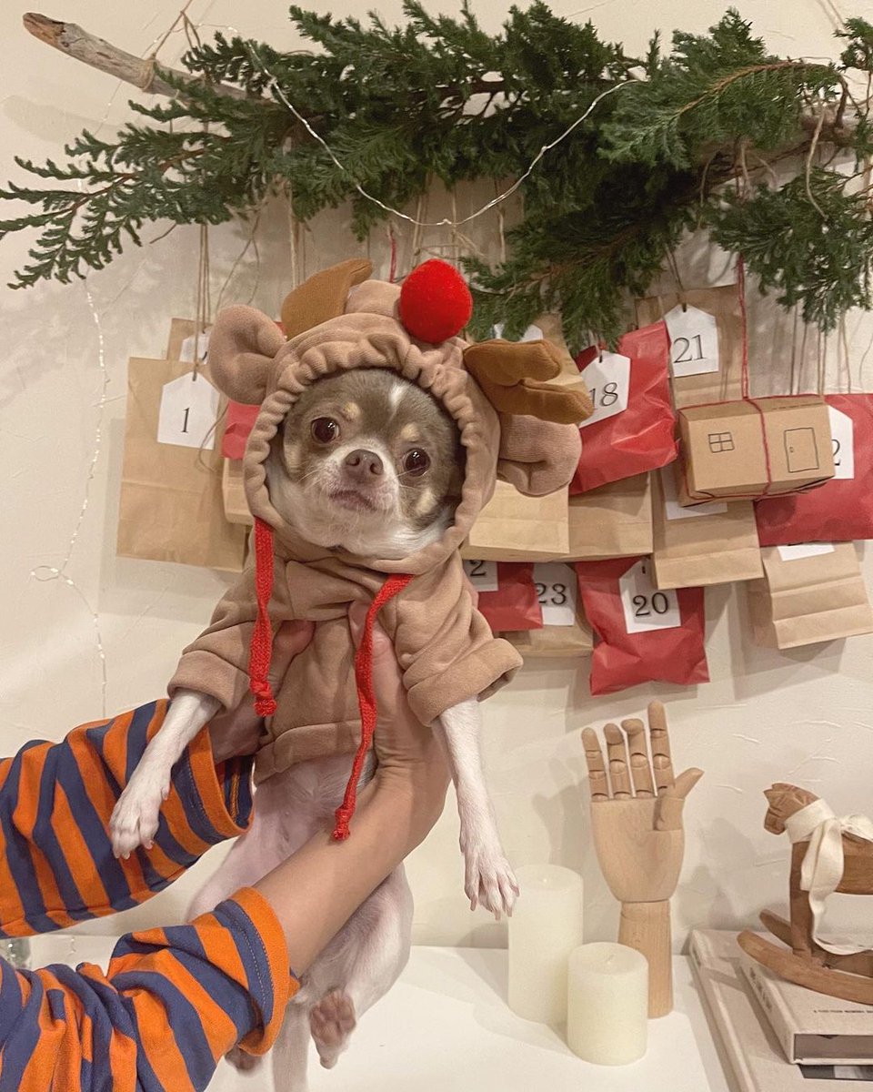 SHEIN_Japan's tweet photo. クリスマスの準備、もう始めてる?🎄🎁
IG:_apollo.t_
🛒商品番号:2709013(ペット用トナカイパーカー)
https://t.co/MTzDv4CnMx
#SHEIN #SHEINjapan #SHEINforall #SHEIN購入品 #SHEINコーデ #petsin #ペッツイン #愛犬 #犬好きな人と繋がりたい #puppy #petstagram #クリスマス #ペット用品 https://t.co/RVIhoxMCC3