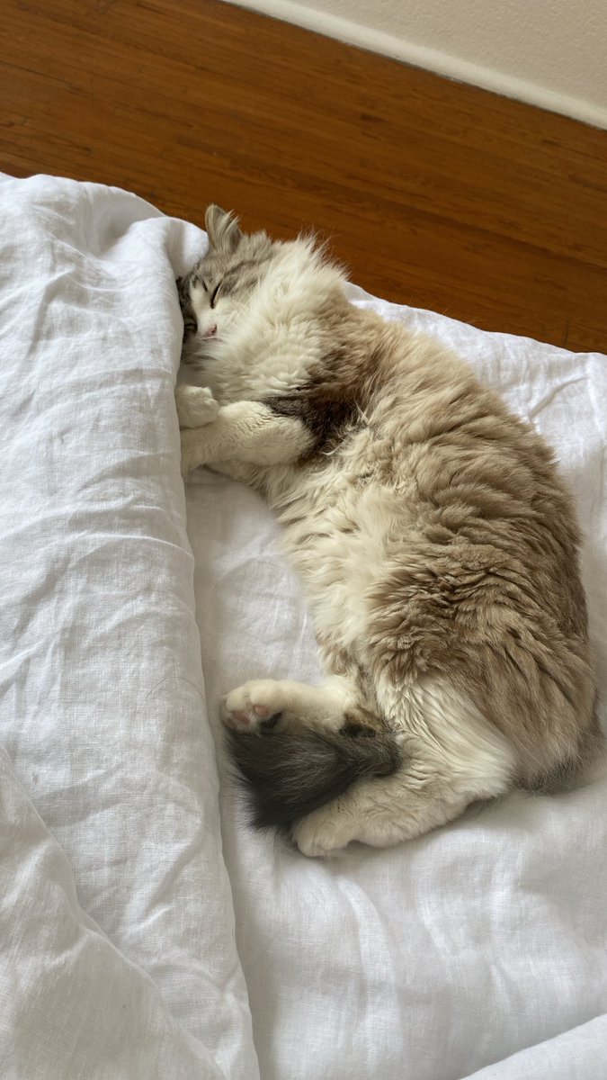 bc02407's tweet image. Mi estabilidad emocional está a cargo de mi gato.