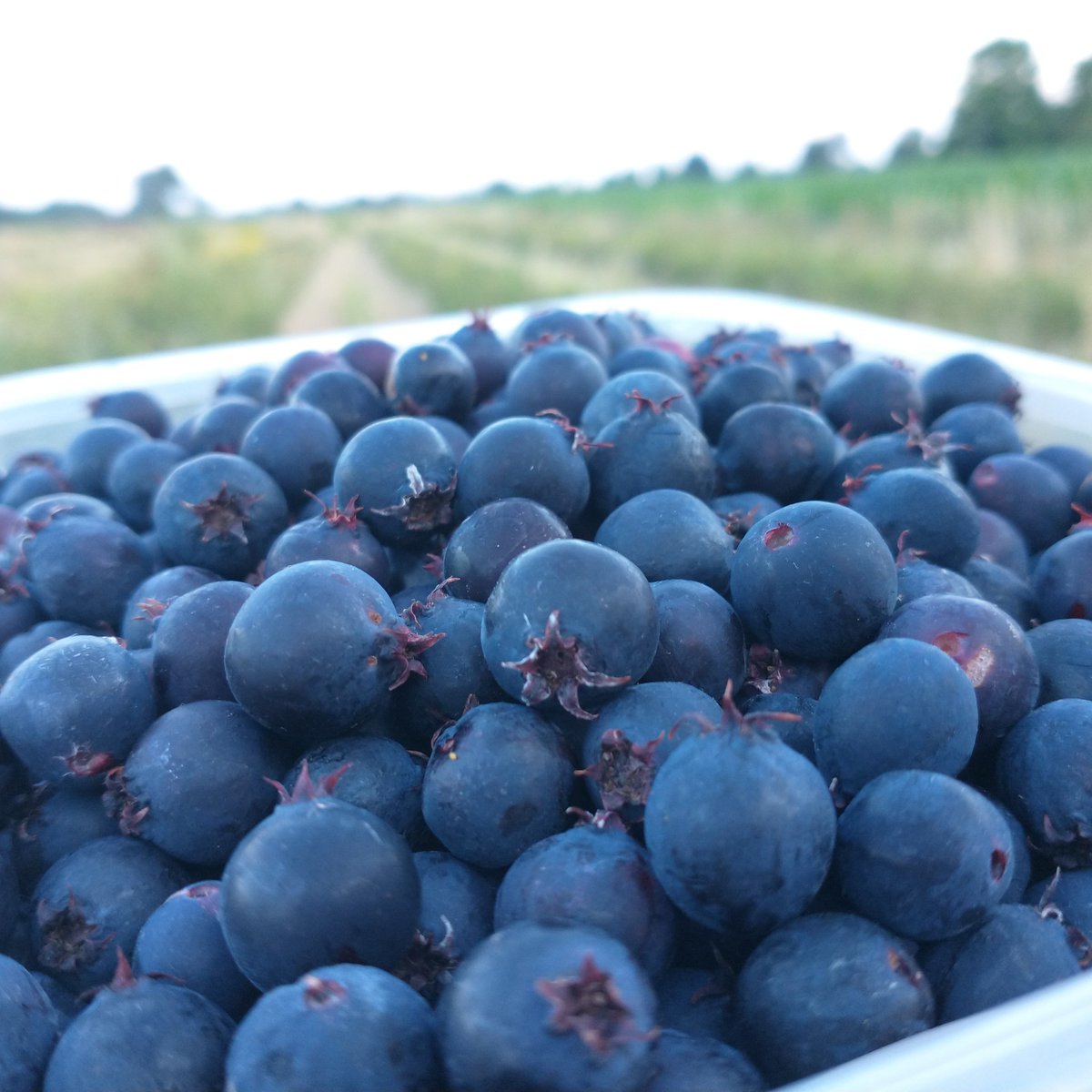 Pershore Juneberries tweet media