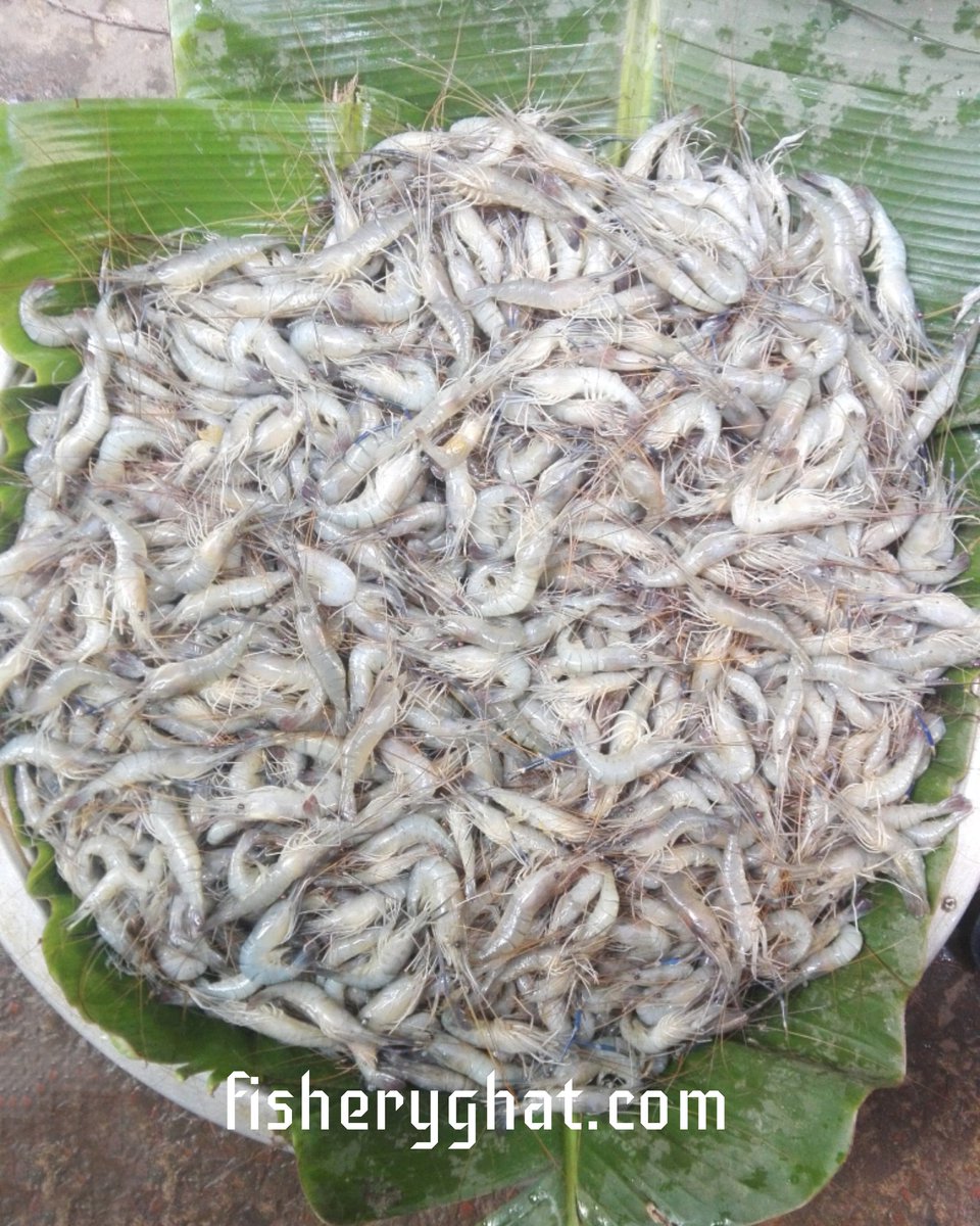 fisheryghat's tweet photo. চট্টগ্রামের পটিয়া এলাকার পূকুরের ছোট “গলদা চিংড়ি";
#organic #freshfish #safefish #localfish #popularfish #tastyfish https://t.co/5DMGV5chdt