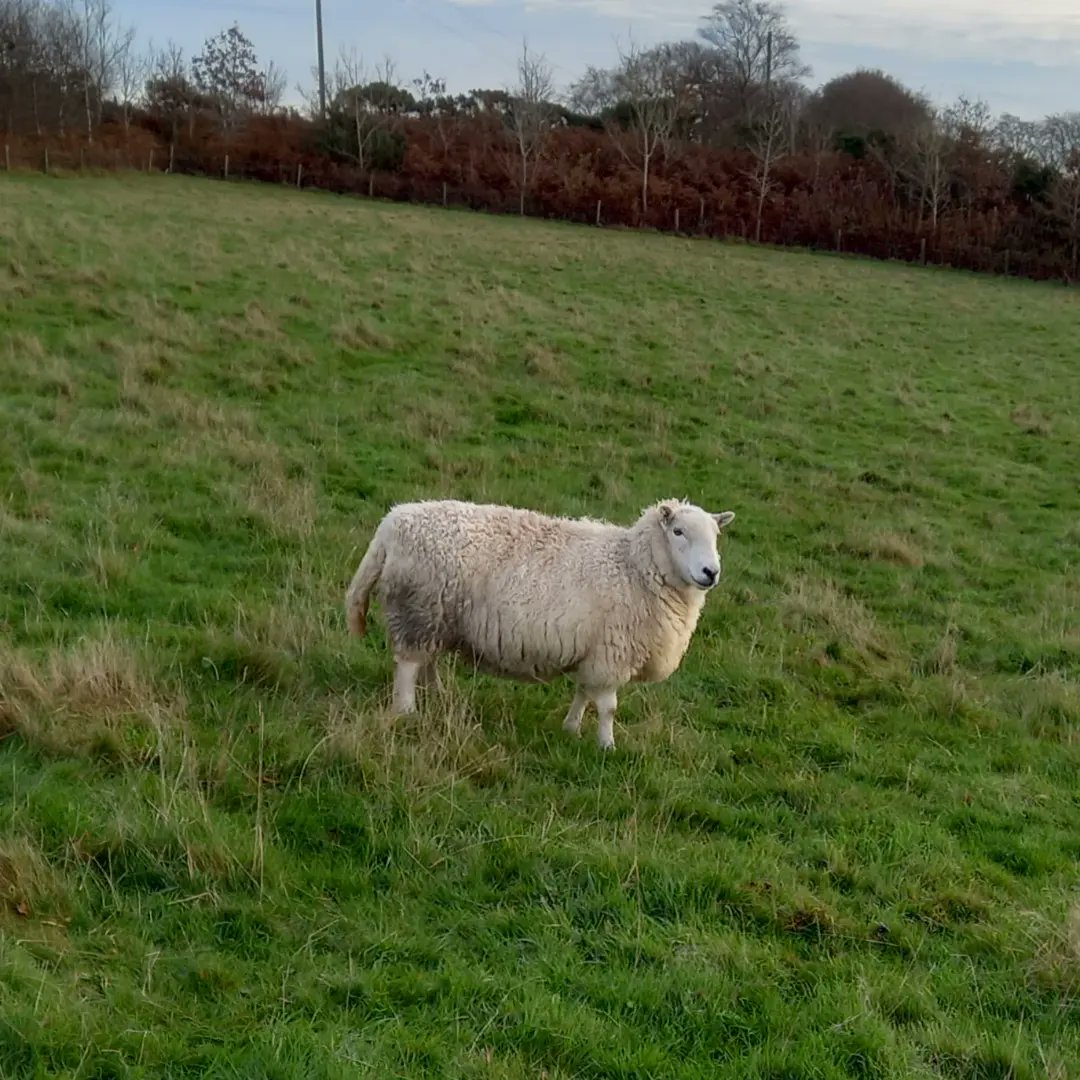 Cracker, one of our shy girls. She's a beauty 💝

#animalsanctuary #sheep365 #Nonprofits #AmazonWishList #foreverhome #AnimalLovers #welshsheep #sponsorasheep

woollypatchworkshe.wixsite.com/website