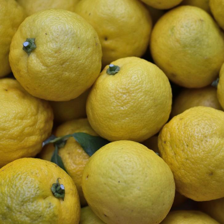 rushtonsgrocer's tweet photo. Originating from East Asia, Yuzu fruit is now harvested in other regions, including Italy. It is similar to a mandarin orange but with an aromatic and bitter taste
#Rushtons #Rushtonsthechefsgreengrocer #wholesale #catering #seasonalproduce #NCGM #yuzufruit #italianproduce https://t.co/dQBM2yklDc
