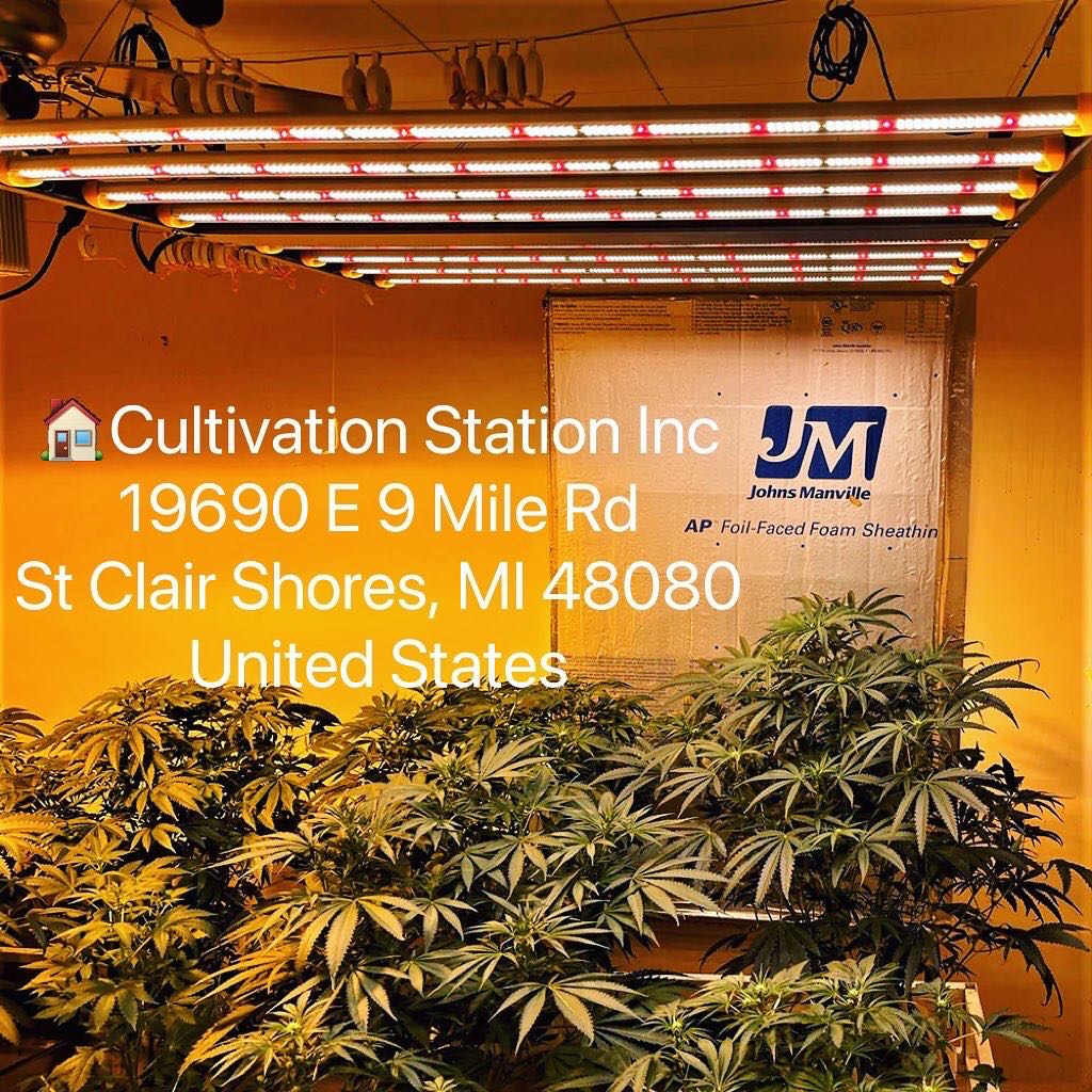 medicgrow's tweet photo. Medic Grow is striving to provide revolutionary LED Grow Light fixture &amp; service in growing with abundant growing experiments and new technologies
Refer to our retail store,more retail stores are waiting for updates.Stay tuned

#medicgrow #growlight #nearbyme #verticalfarming https://t.co/XMLlOjVSI0