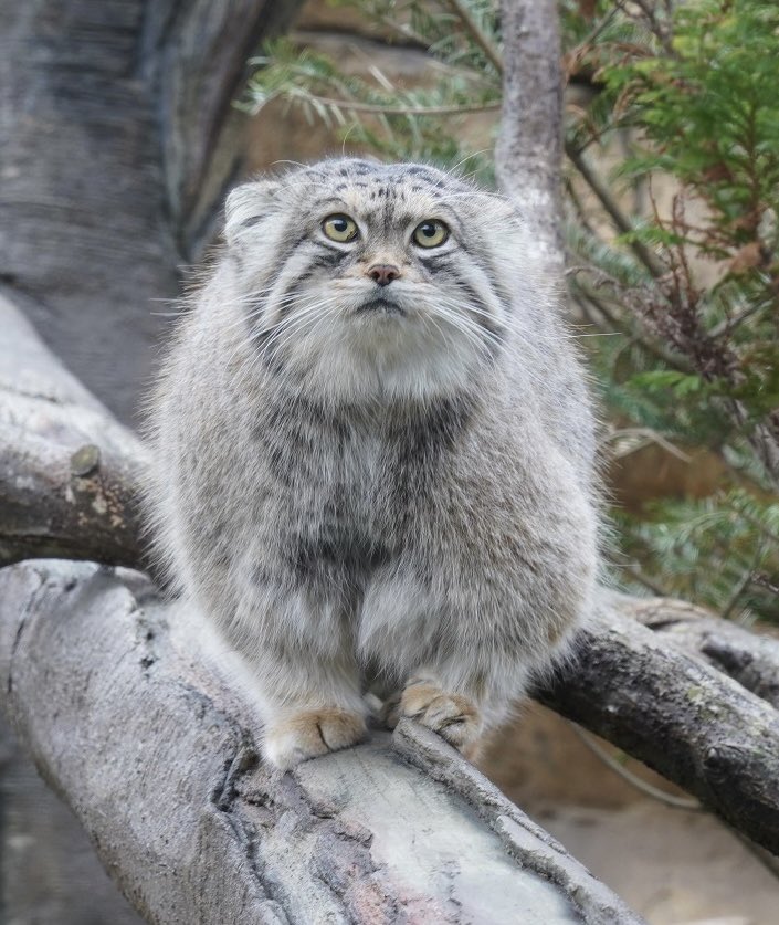 tama080707's tweet photo. レフくん💕
2022/11/26📷
#那須どうぶつ王国 
#マヌルネコ　#レフ #nasuanimalkingdom  #pallascat  #manul   #манул #Лев  #Lev https://t.co/9nzkkVy9dC
