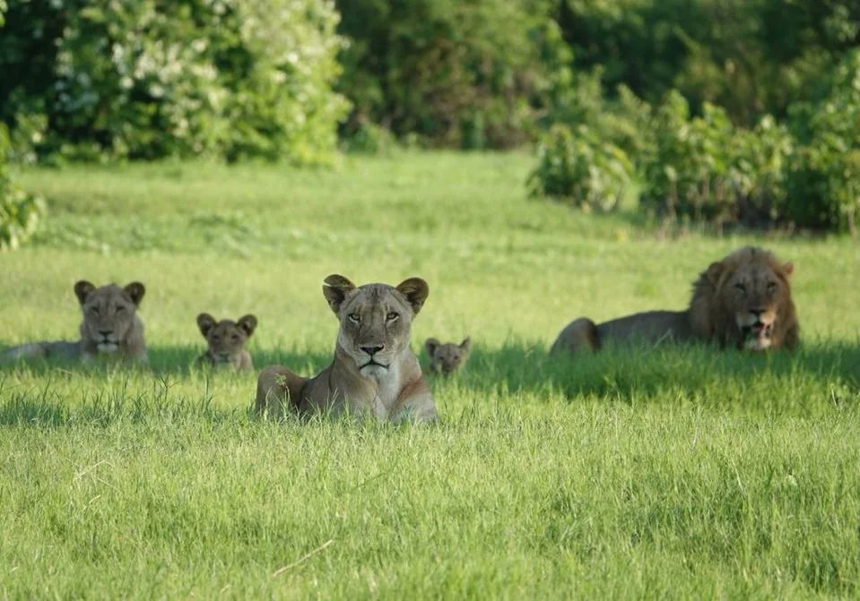 A last photo of our entire camp team for 2022. 🐾 Even the Kavinga pride came to say goodbye. 🦁 We look forward to seeing you all next year! 🇿🇼
📸: Theresa Zee
#kavingasafaricamp #wildzambezi #endof2022season #safari #adventure #wildlife #conservation #lovenature