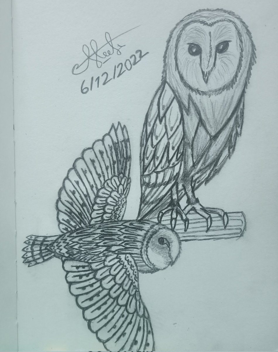 Barn owl 🦉

#draw #drawing
#art #artist #style
#artwork #sketch
#pencildrawing
#owls #Barnowls
#barnowlart #birdart