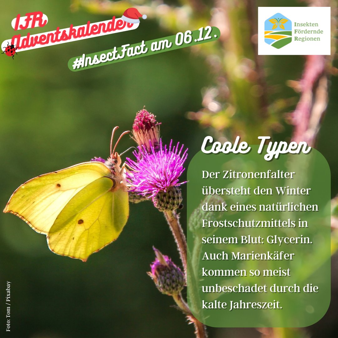 LIFE_IFR's tweet photo. https://t.co/TnoPLxnt8L🐞
#Naturschutz #Umweltschutz #Nachhaltigkeit #Biodiversität #Insekten #Bienen #Insektenschutz #Landwirtschaft #IFR #LIFE #InsektenförderndeRegionen #Advent #Adventskalender #InsectFact @LIFEProgramme @baeuerliche @Global_Nature_F @bluehland @NestleGermany https://t.co/kYpwS4FMtZ