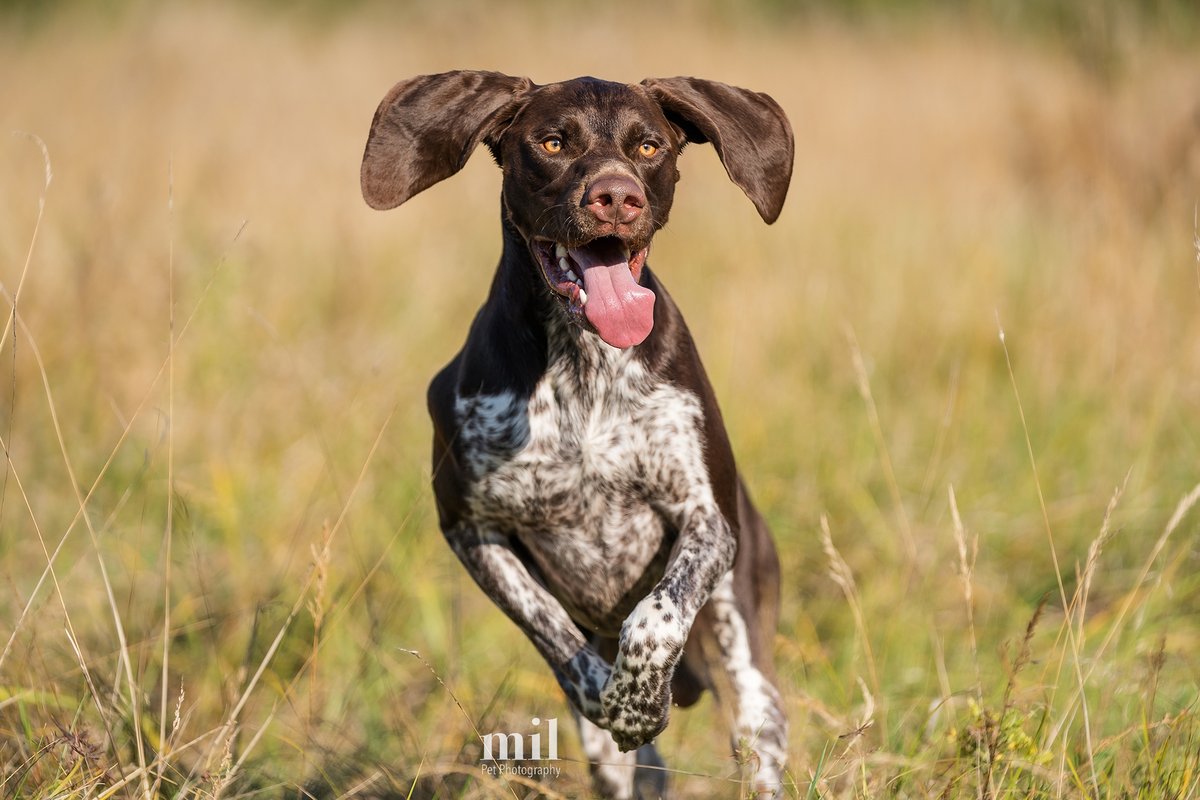 MillersImage's tweet photo. It's time for "Tongue out Tuesday." Here's Hunter, on a run and looking very goofy for the camera, showing off his tongue and his handsome good looks….nice one Hunter!! #dogs #dogsoftwitter #dog #GSP #german #shorthaired #pointer #tongueouttuesday https://t.co/VmIjLimTJZ