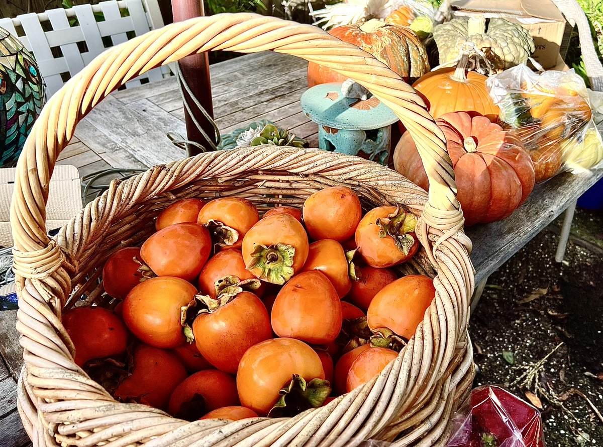 jeanquan's tweet photo. #Persimmon #harvest: In past years I had to watch my tree, #squirrels wiped out a crop the day fruit was ripe!
This year my mature tree’s crop is large enough for squirrels &amp; other neighbors. I’m hunting for recipes beyond #persimmonpudding &amp; #bread. Suggestions?
#oaklandgardens https://t.co/2kRB7OMX7N