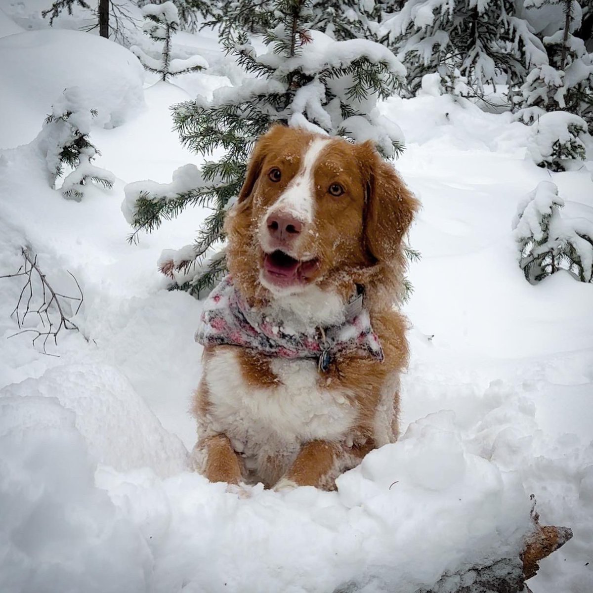 mountain_nsdtrs's tweet photo. Clearly, Revy is not happy at all about the snow and is having a horrible time #snow #snowdog #toller #nsdtr #coloradodog https://t.co/cN77sZW9yp