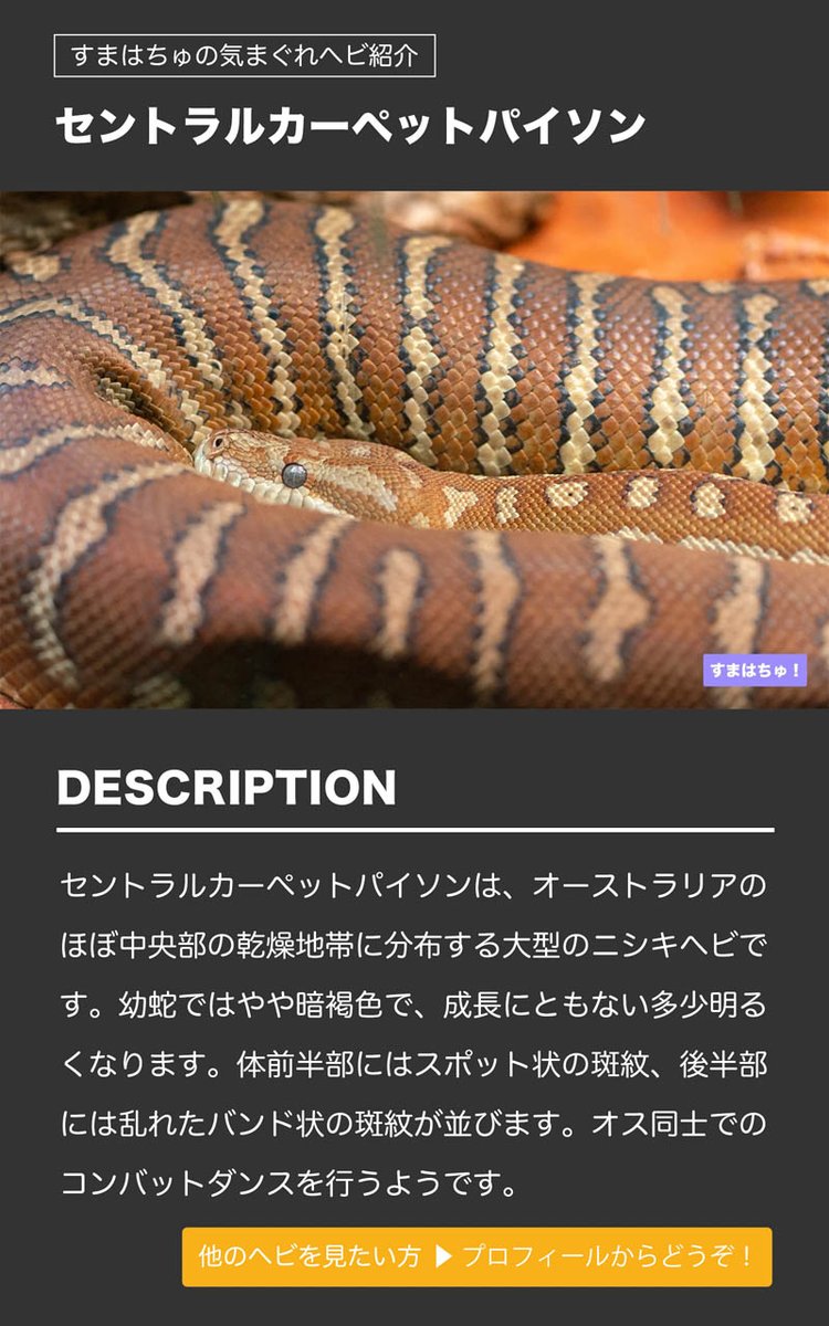 ヘビ図鑑 186種類の一覧 ナミヘビ ボア ニシキヘビ すまはちゅ