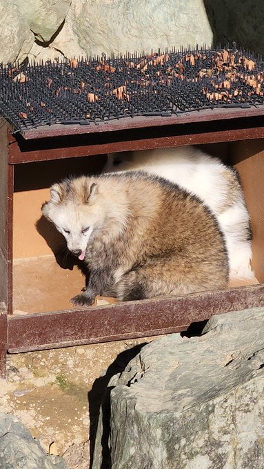 ポンコちゃんもはいった😊 