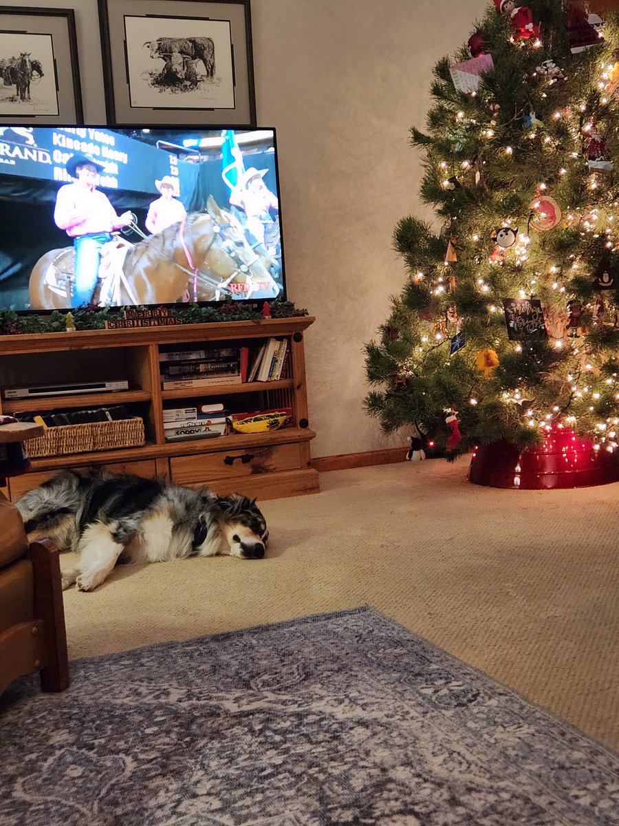 llockefield's tweet photo. I can't make him understand this is no time for sleeping...
#NFR2022 #rodeo #NoTimeForSleep #LifeOfDuke https://t.co/SuOiQrNO5z