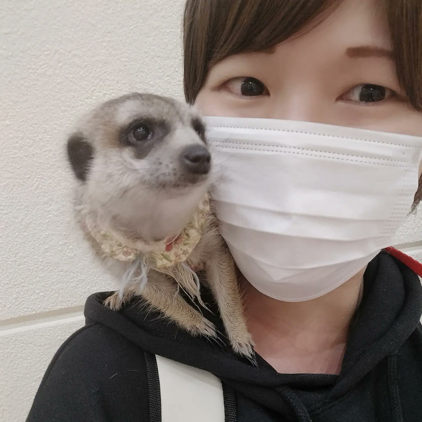 ミーアキャットハーネスロング openenergie.fr