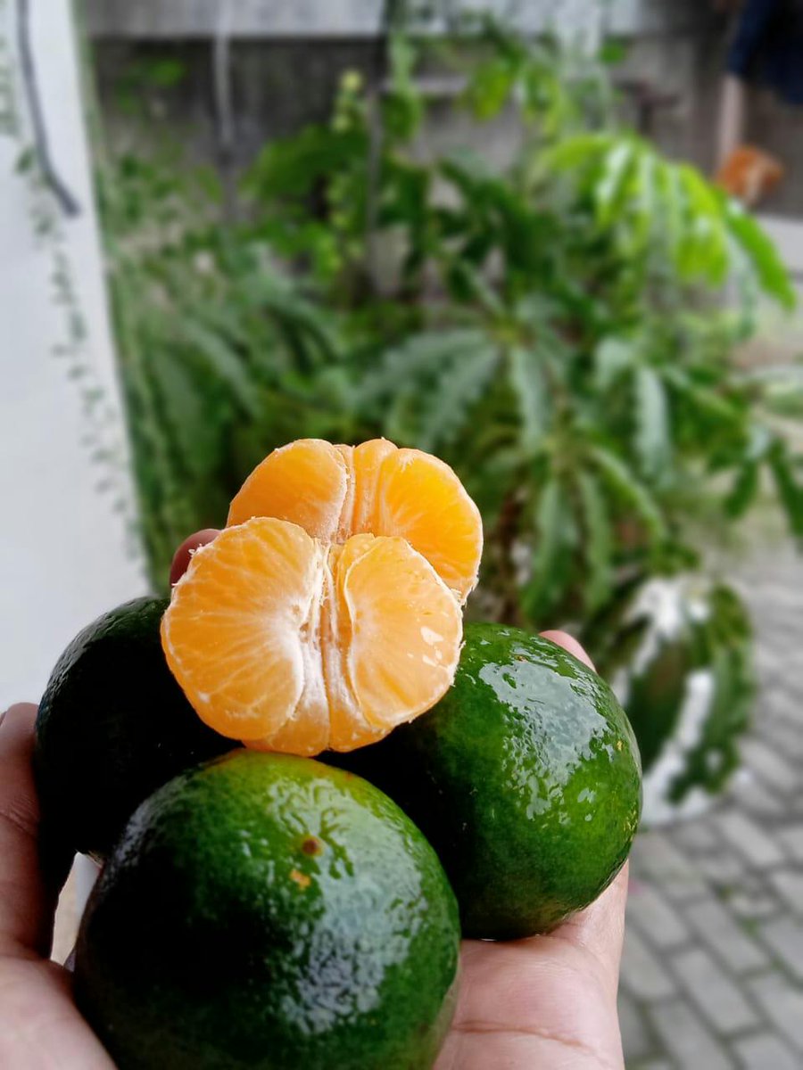 FruitDay tweet media