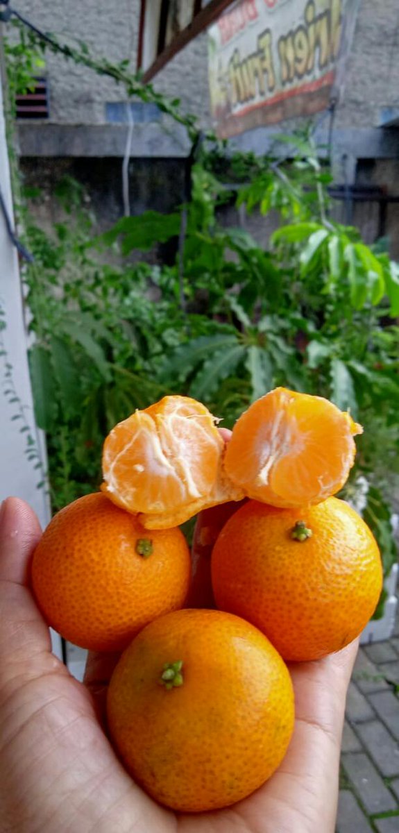 FruitDay tweet media