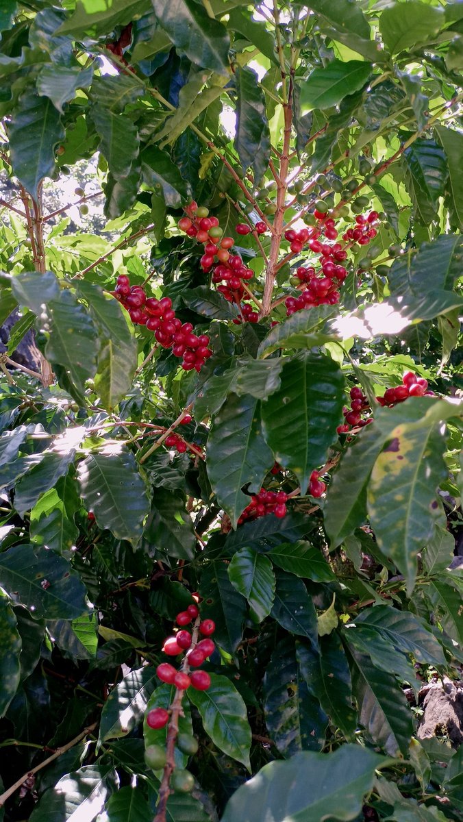 flordmicorazon's tweet photo. Así va nuestra plantación del Café FLOR DE MI CORAZÓN. Solo lo mejor para nuestros clientes. https://t.co/RhzpGN5lPs