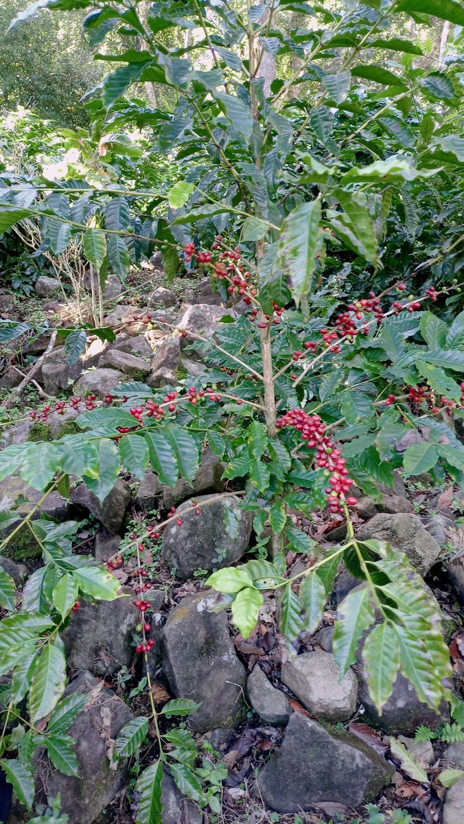 flordmicorazon's tweet photo. Así va nuestra plantación del Café FLOR DE MI CORAZÓN. Solo lo mejor para nuestros clientes. https://t.co/RhzpGN5lPs