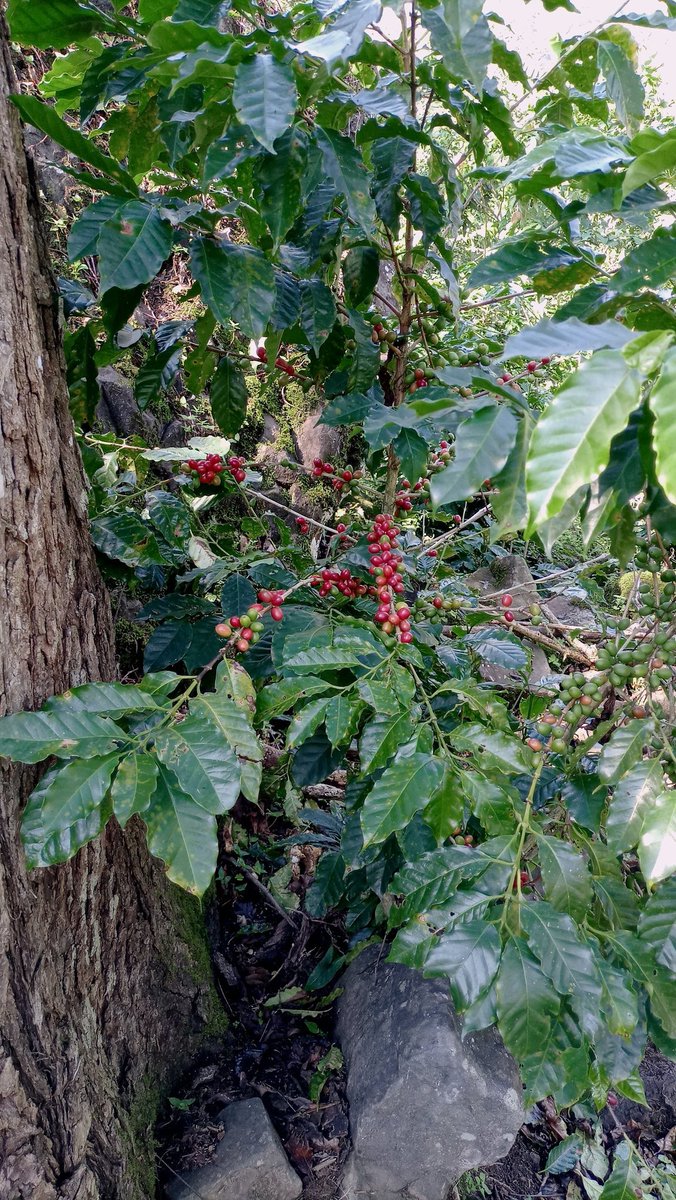 flordmicorazon's tweet photo. Así va nuestra plantación del Café FLOR DE MI CORAZÓN. Solo lo mejor para nuestros clientes. https://t.co/RhzpGN5lPs