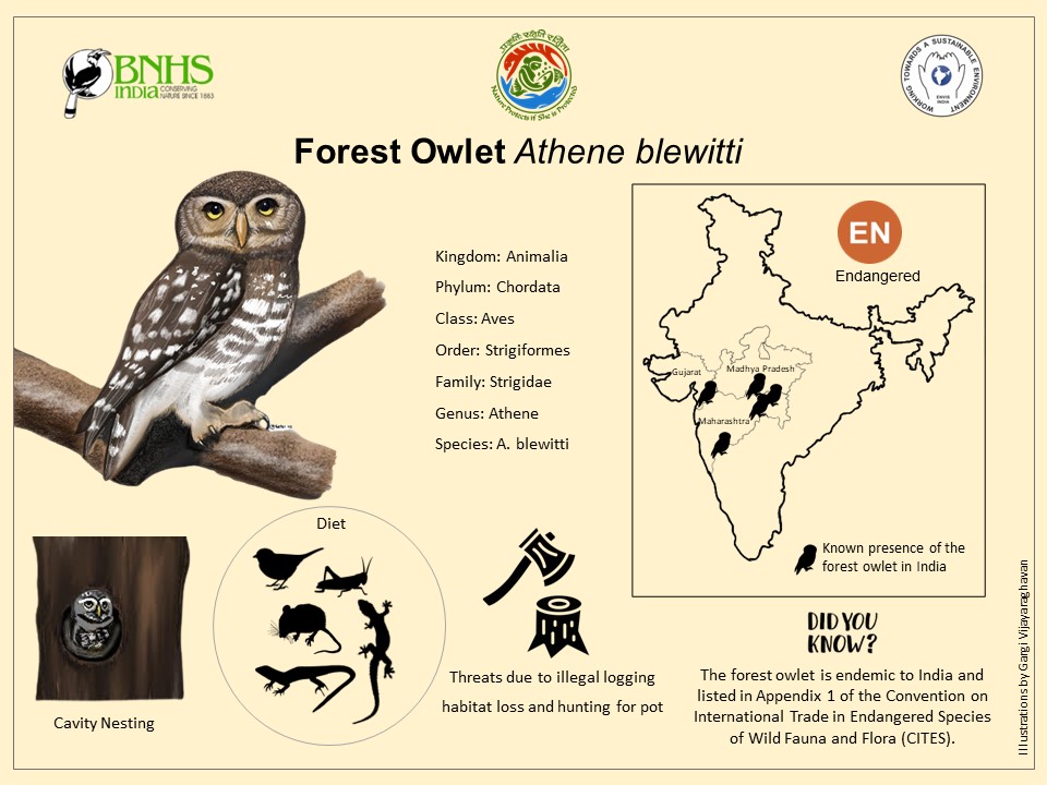 BnhsEnvis's tweet image. BNHS-EIACP is releasing a poster to mark Wildlife Conservation Day 2022 (4th December) and to promote awareness about the endangered and endemic Forest Owlet Athene blewitti. 

Regards,
BNHS-EIACP
Email: envis@bnhs.org
