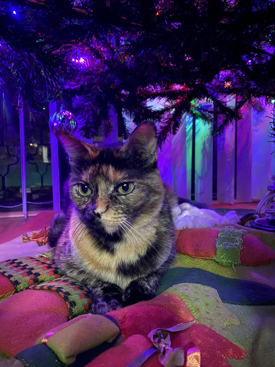 It's that time of the year! I love my
Christmas tree! #CatsOfTwitter #CatsOnTwitter #cat 
#CatsLover #torties #tortieclub #tortiecats
#cats