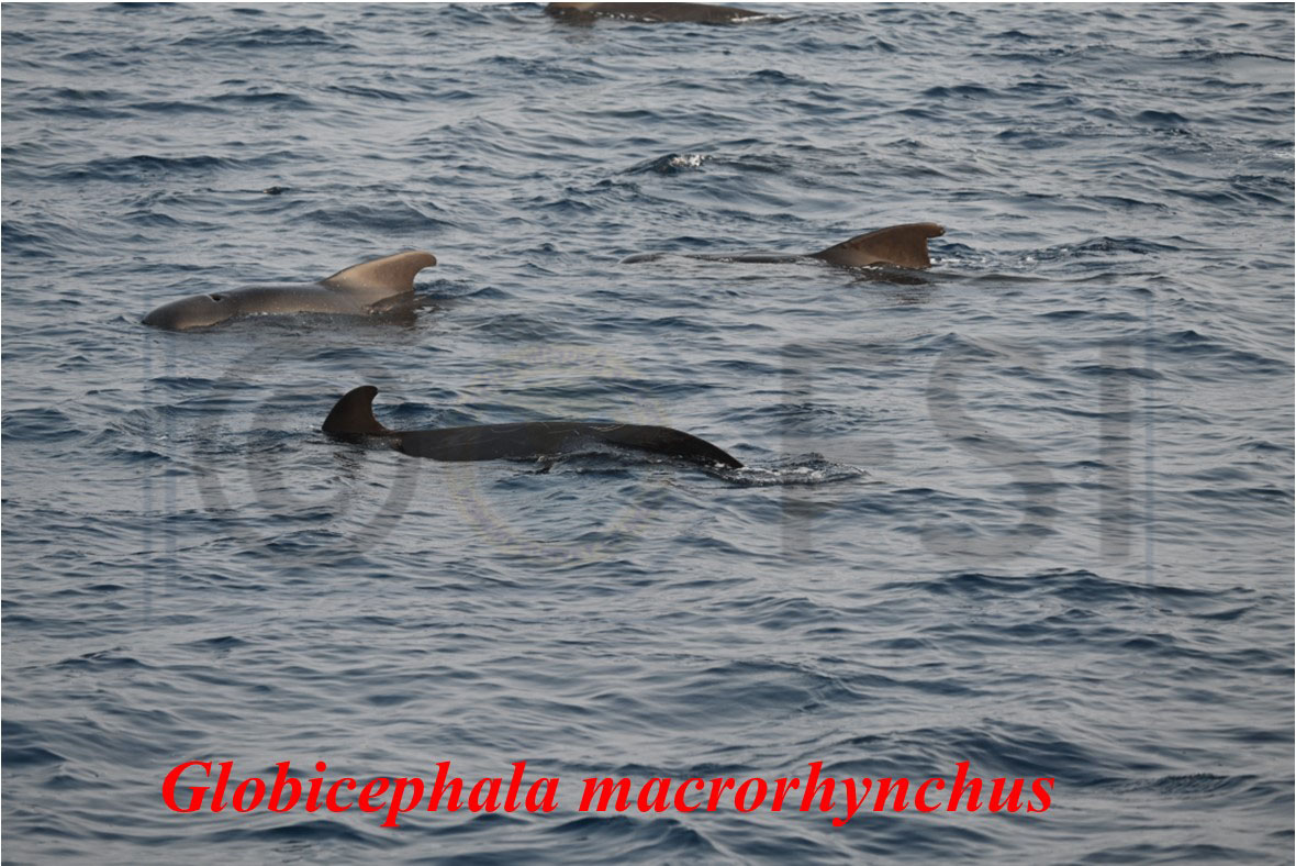 FisherySurveyOI's tweet photo. #FSI Chennai: #Marine #mammal #population #survey was carried out following the line #transect #survey method for 14 days in the month of November,2022 on the #Eastern #coast of #India.During the survey period approximately 245 individuals of marine mammals were sighted and (2/3) https://t.co/r48vNa8ciT
