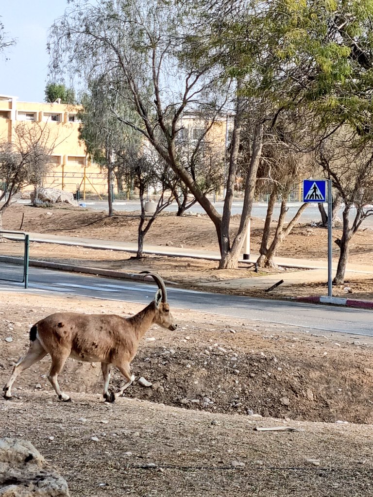 If I had to choose one magical place in Israel: 
The Sde-Boker Campus of Ben-Gurion University <a href="/bengurionu/">Ben-Gurion University of the Negev</a>, 
where innovation and vision are being implemented for the last 75 years. 
Theard 👇