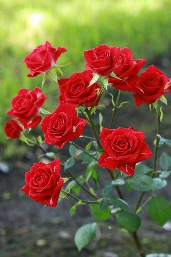 Can33691270's tweet photo. EYY CAN...
Biraz #Merhamete ihtiyacımız var bizim🤗
Biraz #Samimiyete😊
Biraz #Anlayışa, biraz da gerçek #Sevgiye🥰❤️
Ve #Tertemiz bakan
#Gözlere 🥰❤️.. https://t.co/MpHxhQss7K