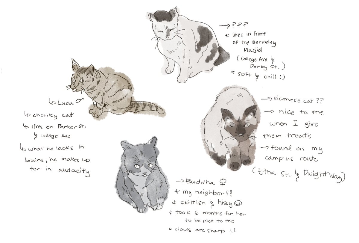 cats of my neighborhood (tag yourself) 