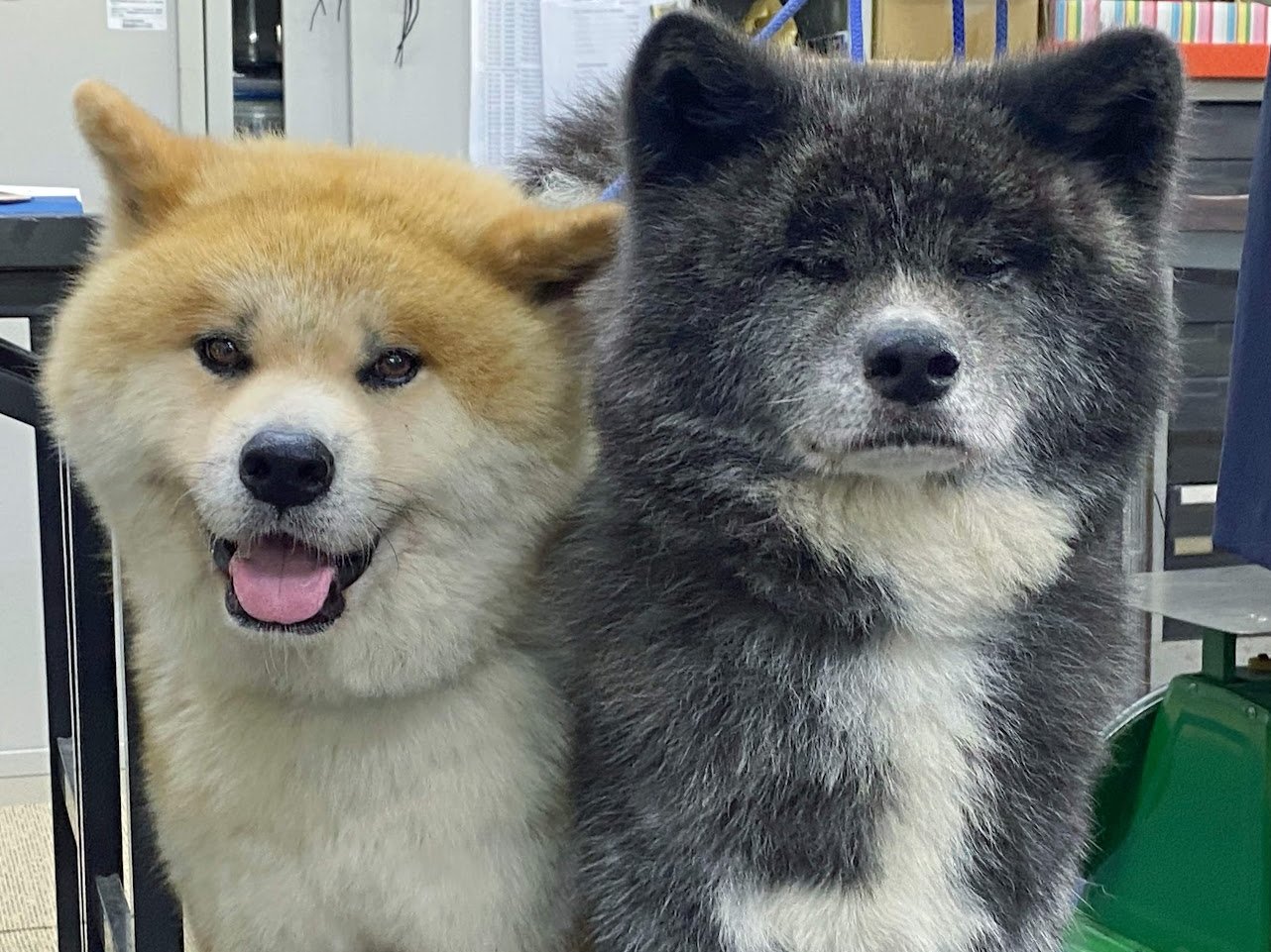 あきほ 秋田犬会館 Akitainuho Twitter