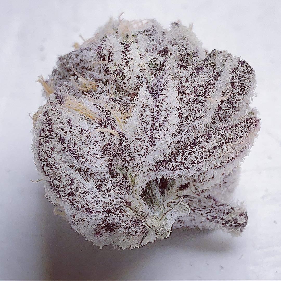 dedee1452002's tweet photo. High School Sweetheart

📷 grow420grow
OMG https://t.co/IGZrooJ1Kt
