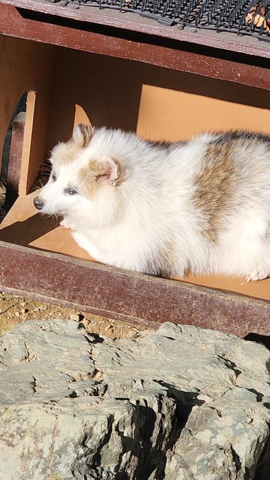 さようならブチポンくん😊 