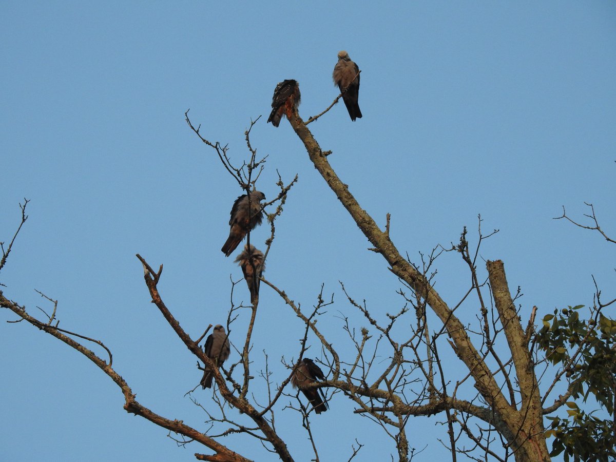 New from JRR: Platt & Rainwater report opportunistic observations of a group of Mississippi Kites feeding on termites (Isoptera) emerging from a hollow tree in Louisiana, USA; the first report of termite insectivory by Mississippi Kites

doi.org/10.3356/JRR-22…

#RaptorResearch