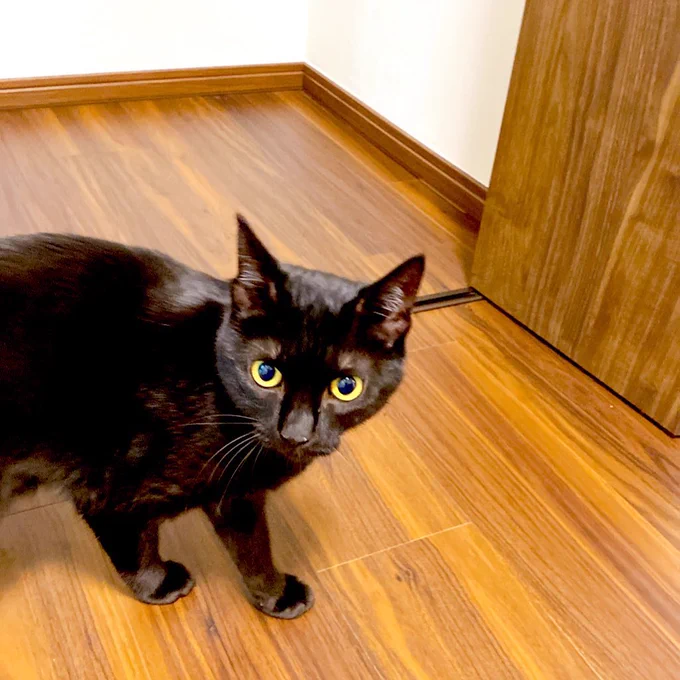 最近お引越しをしたんですがやっといろいろ揃って落ち着いてきた…探検中の猫 