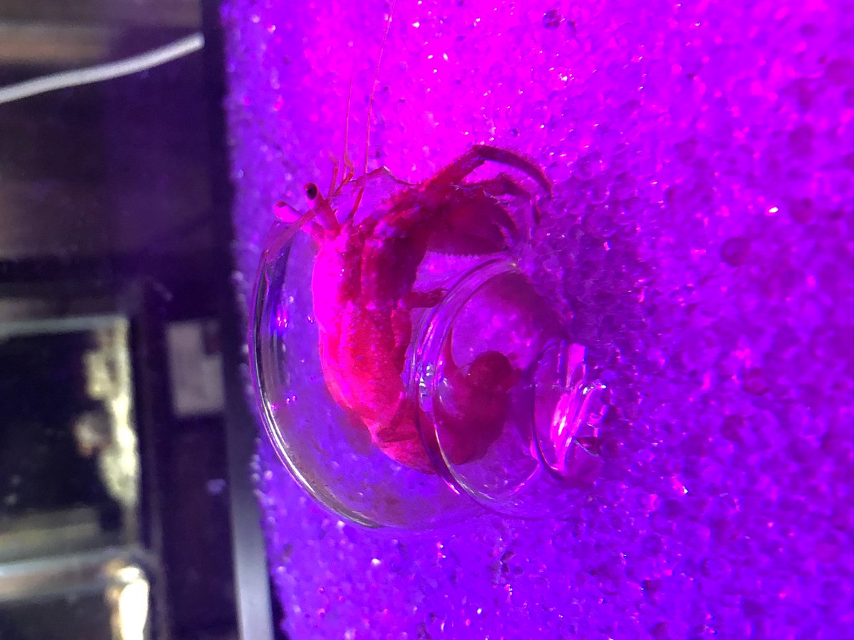 ALISSA0602's tweet photo. @tan_sui_kabutz 和歌山県すさみ町の
エビとカニの水族館オススメです🦐🦀 https://t.co/XRMWzpyHES